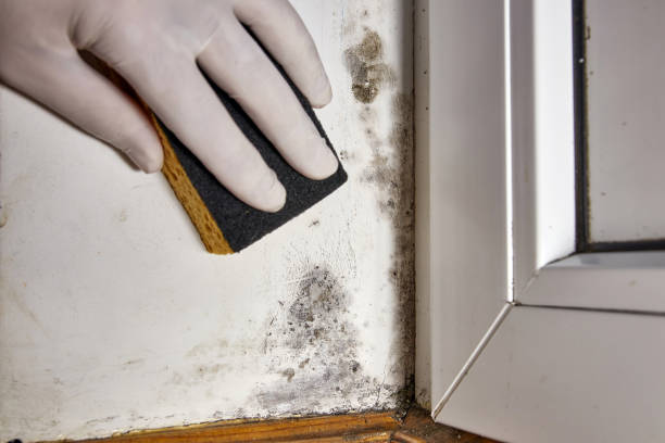 Best Mold Damage Restoration  in Hastings, MI